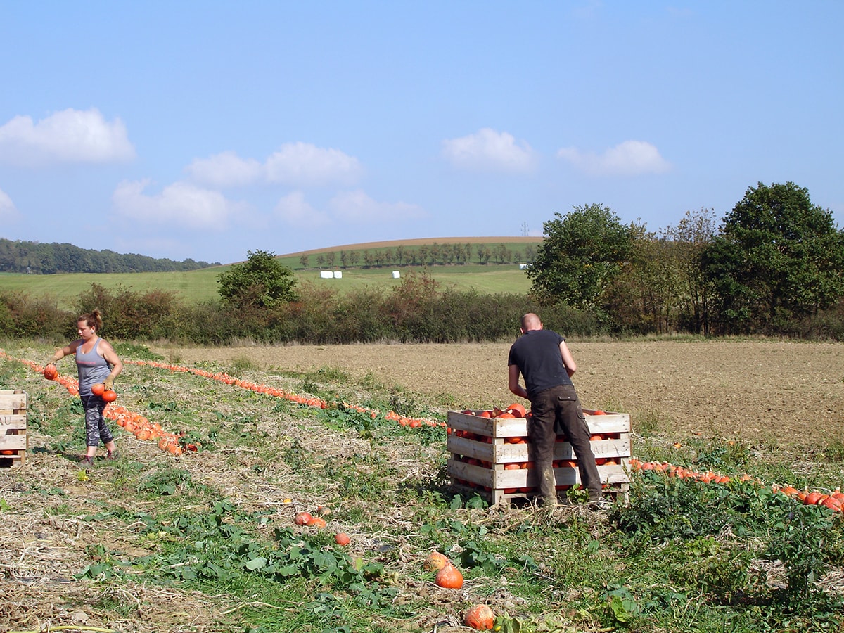 Le potager de Camille