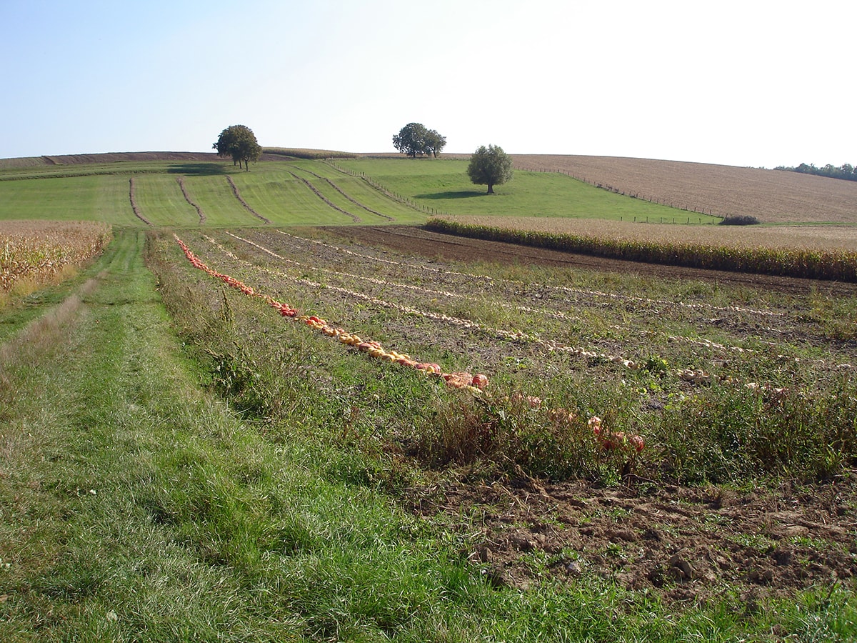 Le potager de Camille